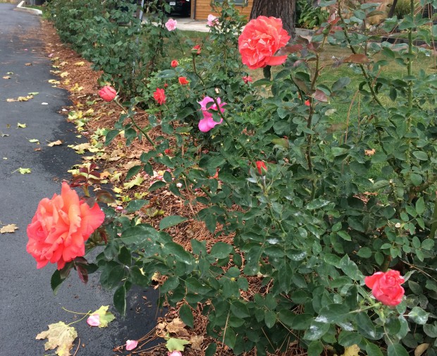 long stem roses 
